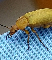 Cteniopus
