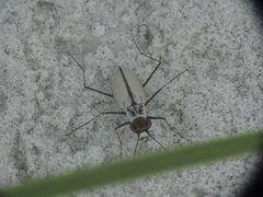 Habroscelimorpha dorsalis saulcyi