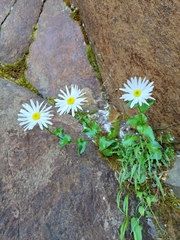 Erigeron howellii