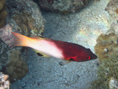 Bodianus axillaris