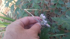 Hydrophyllum occidentale
