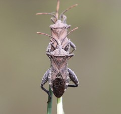Piezogaster calcarator