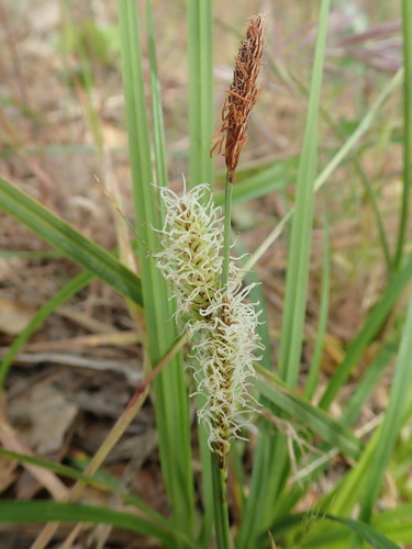 Santa Barbara Sedge