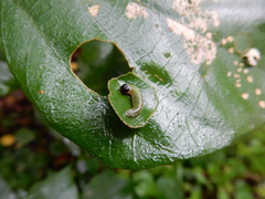 Mooreana trichoneura