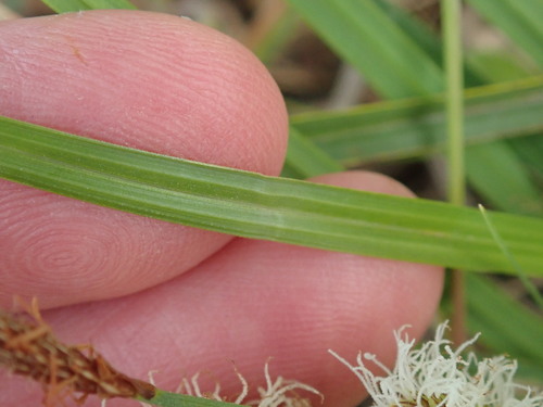 Image of Carex barbarae by (c) Henrik Kibak, some rights reserved (CC BY)