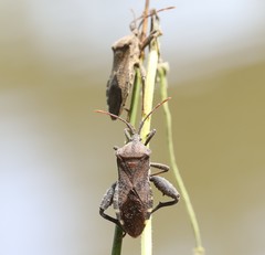 Piezogaster calcarator