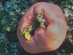Amphiprion chrysopterus