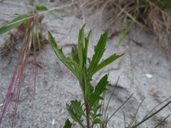 Lepidium virginicum menziesii