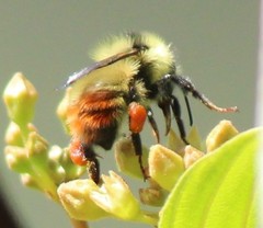 Bombus centralis