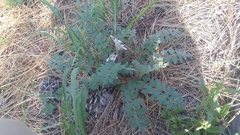 Hydrophyllum occidentale