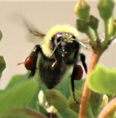Bombus centralis