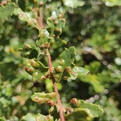 Neuroterus saltatorius