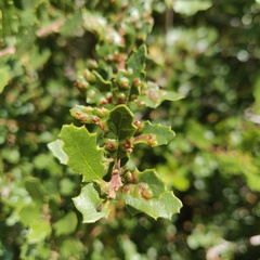 Neuroterus saltatorius