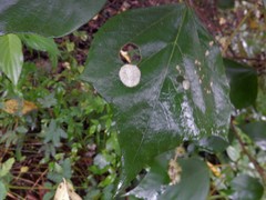 Mooreana trichoneura