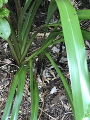 Phormium cookianum