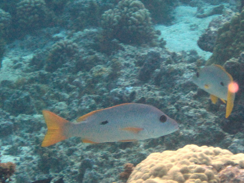 Onespot Snapper