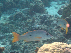 Lutjanus monostigma