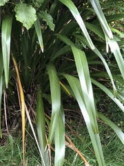 Phormium cookianum
