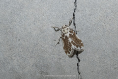 Pseudoadites frigida