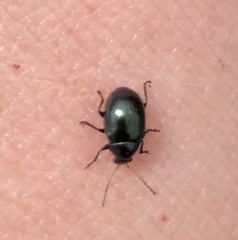 Leptinotarsa haldemani