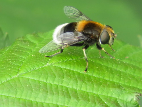 Furry Dronefly