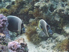 Chaetodon reticulatus