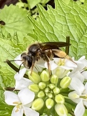 Andrena crataegi