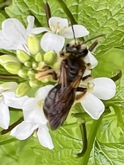Andrena crataegi