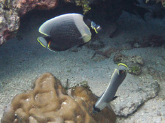 Chaetodon reticulatus