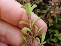 Coprosma crenulata