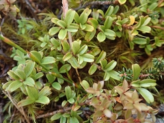Coprosma crenulata
