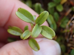 Coprosma crenulata