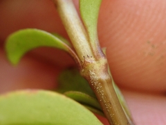 Coprosma crenulata