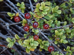 Coprosma crenulata