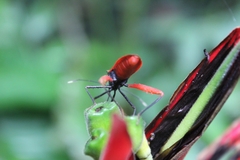 Leptoscelis excellens