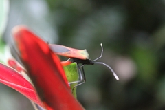 Leptoscelis excellens