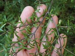 Coprosma cuneata