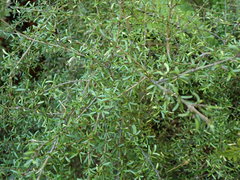 Coprosma cuneata