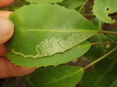 Eumetriochroa panacivermiforma