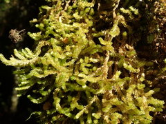 Cladomnion ericoides