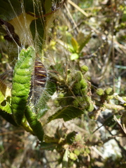 Metardaris cosinga cosinga