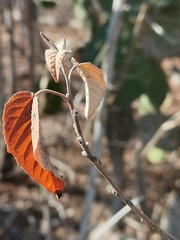 Croton sonorae