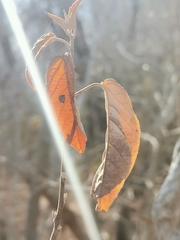 Croton sonorae