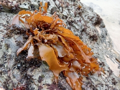 Pachymenia dichotoma