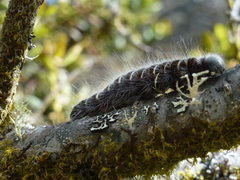 Metardaris cosinga cosinga
