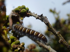 Metardaris cosinga cosinga