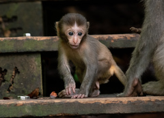 Formosan Rock Macaque photo 2