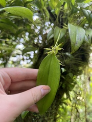 Pleurothallis ruscifolia
