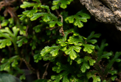 Selaginella repanda