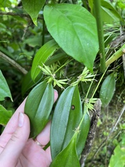 Pleurothallis ruscifolia